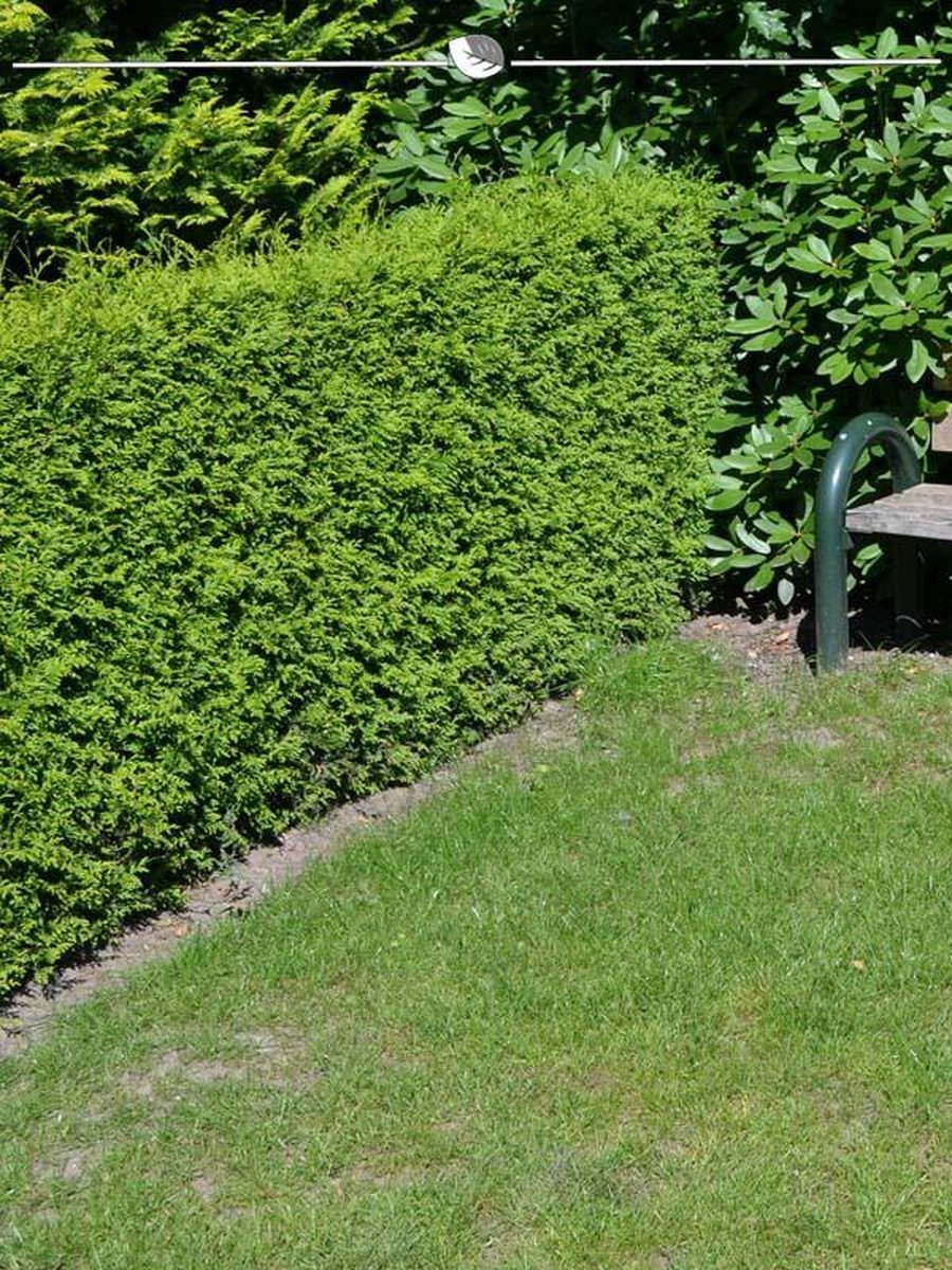 Westerse Levensboom Thuja Brabant 60-80 cm, 100x Haagplant