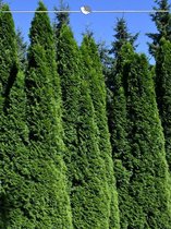 Westerse Levensboom Thuja Smaragd 200-225 cm, 20x Haagplant