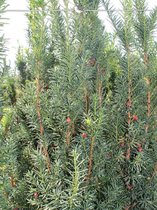Venijnboom Taxus media Hicksii 160-180 cm, 18x Haagplant
