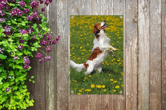 Kooiker se dresse sur les pattes de derrière affiche de jardin toile en vrac 40x60 cm - petit - toile de jardin / toile d'extérieur / Peintures pour l'extérieur (décoration de jardin)