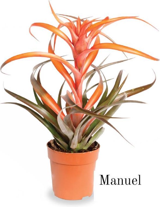 Bromelia Tillandsia | Manuel | 12cm