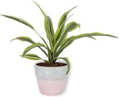 Kamerplant Dracaena Lemon Lime – Drakenbloedboom - ± 25cm hoogte – 12 cm diameter - in roze betonnen pot