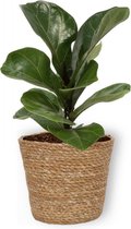 Kamerplant Ficus Bambino – Vioolplant - ± 30cm hoog – 12 cm diameter - in bruine mand