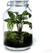 DIY Duurzame Flestuin: Jar Large – Calathea