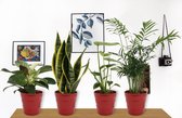 Set van 4 Kamerplanten - Monstera Deliciosa & Philodendron White Wave & Chamaedorea & Sansevieria Superba  - in rode pot - ± 25cm hoog - 12cm diameter