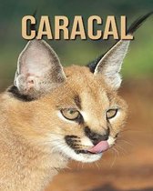 Caracal