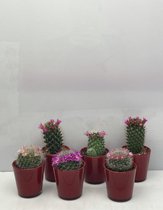 Cactus- Cactus bloeiend mix 6 stuks - rode galzen pot- Mammillaria- 6.5cmØ- ± 8-15cm hoog