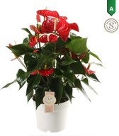 FloriaFor - Anthurium Red Champion - - ↨ 60cm - ⌀ 17cm