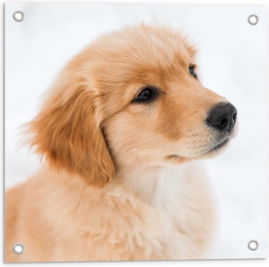 Tuinposter – Wegkijkende Golden Retriever Pup - 50x50cm Foto op Tuinposter  (wanddecoratie voor buiten en binnen)