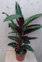 Calathea Trio Star Pauwenplant smal blad met wit 60 cm