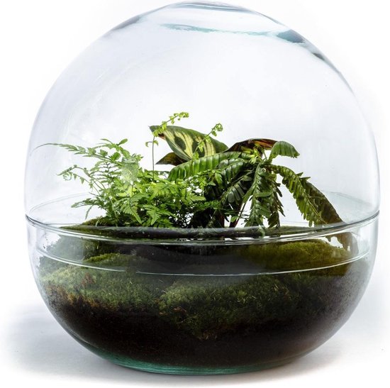 Growing Concepts Biodome terrarium Biophytum plant 30cm / 30cm / Glas