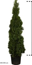 10 stuks | Westerse Levensboom 'Smaragd' Pot 180-200 cm Extra kwaliteit - Compacte groei - Langzame groeier - Weinig onderhoud