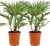 Chamaerops 'Humilis' | Europese dwergpalm per 2 stuks - Buitenplant in kwekerspot ⌀21 cm - ↕60-70 cm