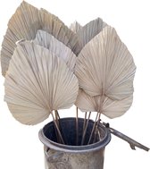 Palmboom bladeren ca 50-60 cm gekript en gedroogd (per 5 stuks verpakt)