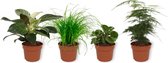 Set van 4 Kamerplanten - Asparagus Plumosus & Cyperus Zumula & Peperomia Green Gold  & Philodendron White Wave - ± 25cm hoog - 12cm diameter