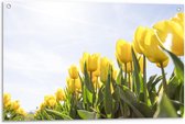 Tuinposter – Veld met Gele Tulpen - 90x60cm Foto op Tuinposter  (wanddecoratie voor buiten en binnen)