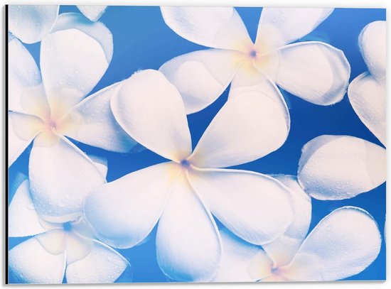 Dibond - Witte Bloemen met Blauwe Achtergrond - 40x30cm Foto op Aluminium (Wanddecoratie van metaal)
