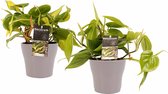 Kamerplanten van Botanicly – 2 × Philodendron scandens incl. taupe sierpot als set – Hoogte: 15 cm