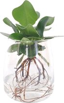 Kamerplant van Botanicly – Varkensboom incl. designe glas als set – Hoogte: 35 cm – Clusia