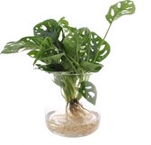 Kamerplant van Botanicly – Gatenplant incl. designe glas als set – Hoogte: 35 cm – Monstera