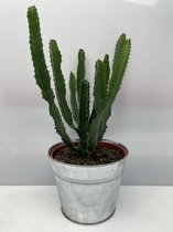 Cactus- Euphorbia Hermantiana- zinken pot- 17cmØ- ±40cm hoog