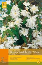 2 stuks 3 Begonias Pendula Wit