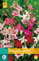 2 stuks Gladiolus Nanus Mix 7 bollen