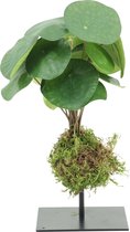 Pilea Bush N.E.P.