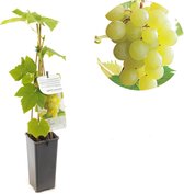Druivenplant - druivenstruik - Vitis vinifera Himrod - witte pitloze druif - hoge opbrengst - hoogte 60 cm - potmaat Ø11cm