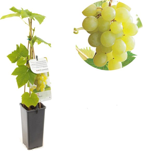Druivenplant - druivenstruik - Vitis vinifera Himrod - witte pitloze druif - hoge opbrengst - hoogte 60 cm - potmaat Ã˜11cm