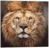 Dibond - Mannetjes Leeuw met Prachtige Volle Manen - 50x50cm Foto op Aluminium (Met Ophangsysteem)
