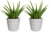 2x Aloe Vera Kamerplant - ± 30cm hoog - In wit bloempot