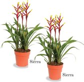 Bromelia Sierra | 2 stuks | 12cm
