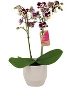 Orchidee van Botanicly – Vlinder orchidee in witte keramiek pot 'Eline' als set – Hoogte: 50 cm, 2 takken – Phalaenopsis Multiflora Tessa