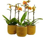 Orchideeën van Botanicly – 3 × Vlinder orchidee in geel keramiek pot als set – Hoogte: 45 cm, 2 takken – Phalaenopsis Multiflora Grazia