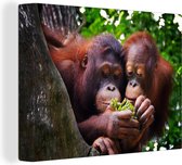 Canvas Schilderij Twee orang-oetans in een boom - 40x30 cm - Wanddecoratie