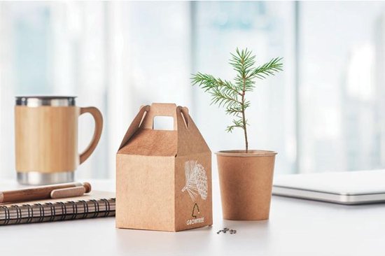 arbre de croissance | kit de culture | pignons de pin en bocal