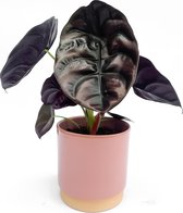 Alocasia Red Secret ⌀ 11,5 cm - ↕ 34 cm (Bijzondere planten, Kamerplanten, Urban jungle)