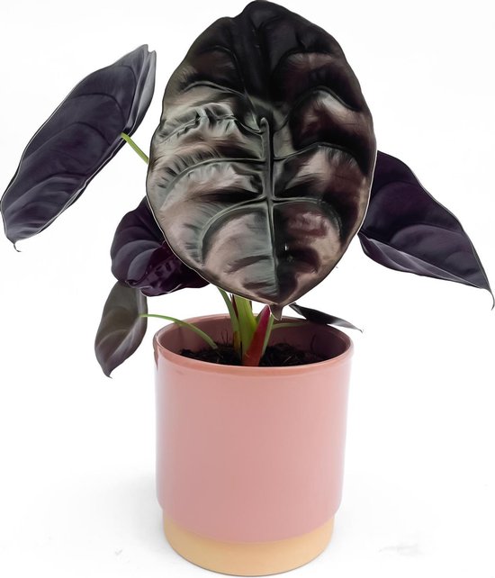 Alocasia Red Secret ⌀ 11,5 cm - ↕ 34 cm (Bijzondere planten, Kamerplanten,  Urban jungle) | bol.com