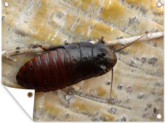 Un Cafard Noir Sur Une Brindille Poster De Jardin 160x1 Cm Toile De Jardin Toile Bol Com