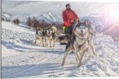 Dibond - Man met Husky's in de Sneeuw - 90x60cm Foto op Aluminium (Wanddecoratie van metaal)