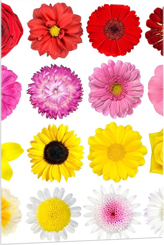 Acrylglas - Rode, Roze, Gele en Witte Bloemen - 80x120cm Foto op Acrylglas (Wanddecoratie op Acrylglas)