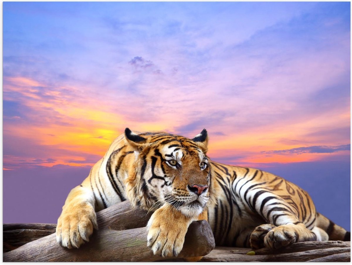 Poster – Tijger op Boomstam met Ondergaande Zon - 40x30cm Foto op Posterpapier
