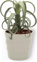 Kamerplant Tillandsia Curly Sim - Luchtplant - ± 35cm hoog - 12cm diameter - in grijze pot