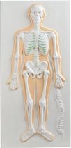 Anatomisch model 3D Wandplaat Met Handgreep - Hart/Longen - ST- ATM144