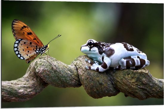 Dibond - Vlinder met Kikker op Stam - 90x60cm Foto op Aluminium (Met Ophangsysteem)