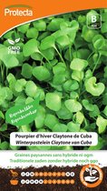 Protecta Groente zaden: Claytone van Cuba, winterpostelein
