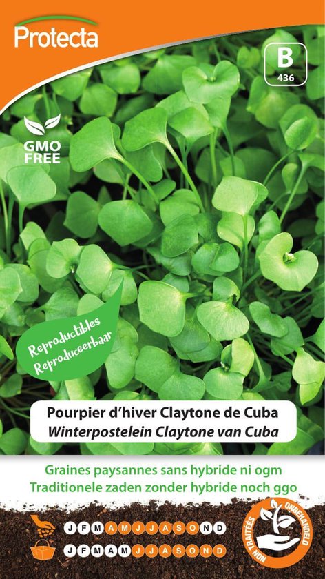 Protecta – Claytone van Cuba (Winterpostelein) Groentezaden