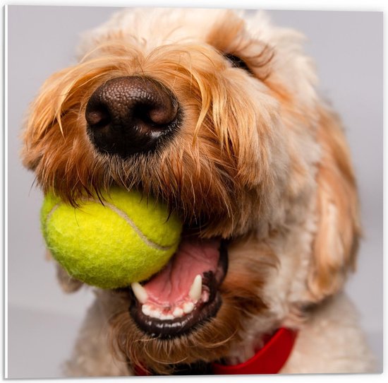 Forex - Blonde Labradoodle Hond met Tennisballetje - 50x50cm Foto op Forex