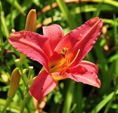 6x Daglelie (Hemerocallis 'Pink Damask') - P9 pot (9x9)